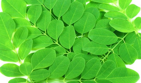 green moringa leafs