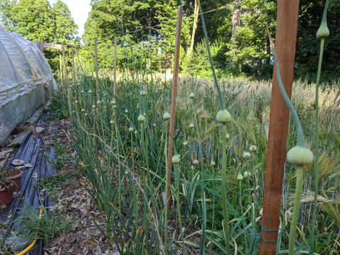 True seed garlic garden