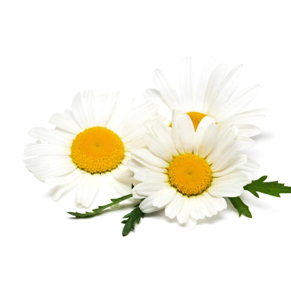 chamomile