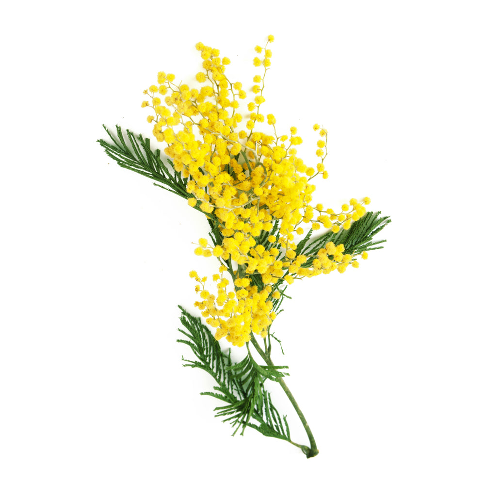 Acacia Decurrens Flower Extract Flowers Lover