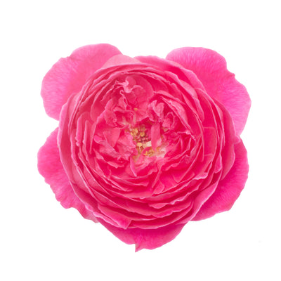 hydrosol rose