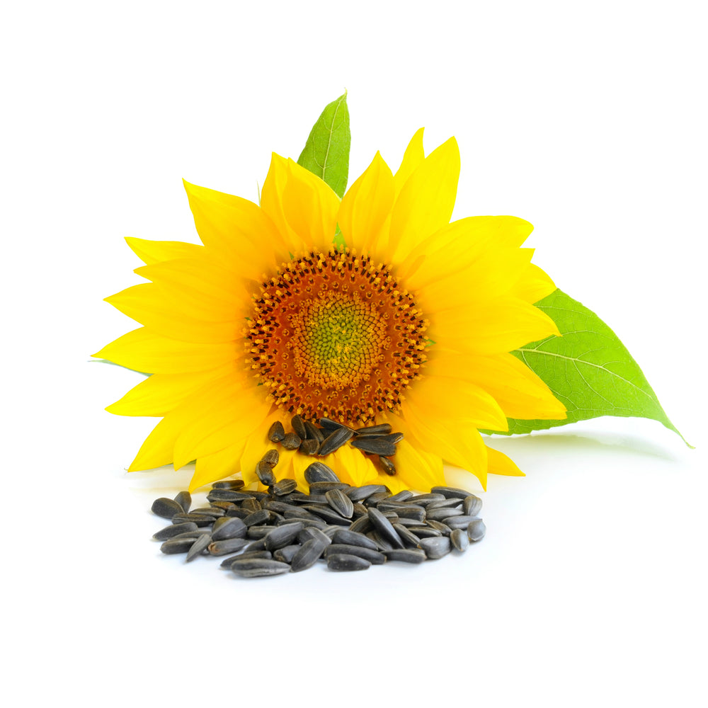 Sunflower Oil, Organic - PureNature NZ