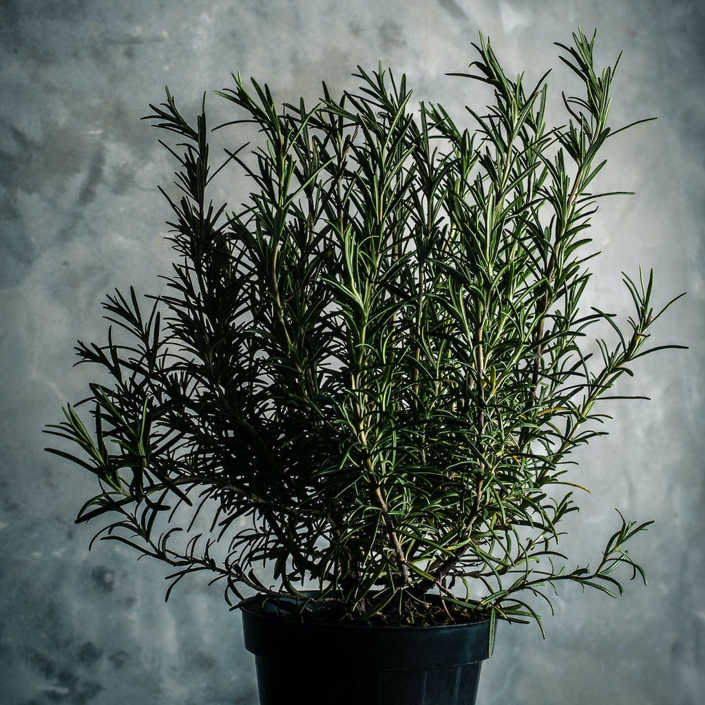 Sage Loves Rosemary Oil | Sage Cosmetic Coaching