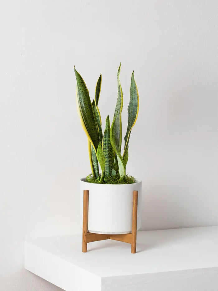 https://cdn.shopify.com/s/files/1/2974/6610/products/snake-plant-laurentii-white-mid-century-ceramic-light-wood-stand_700x.webp?v=1679953626