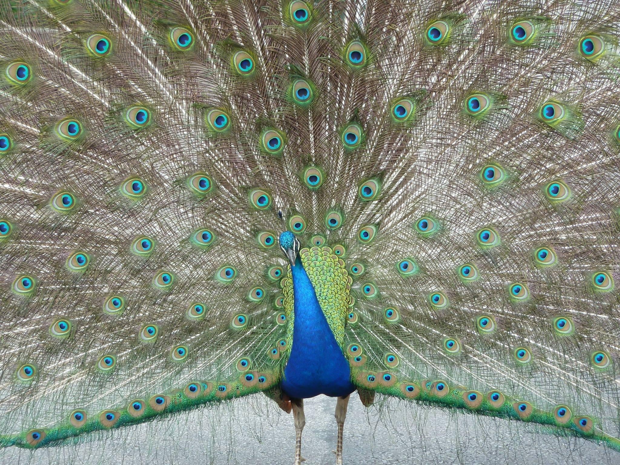 peacock at Cincinnati zoo