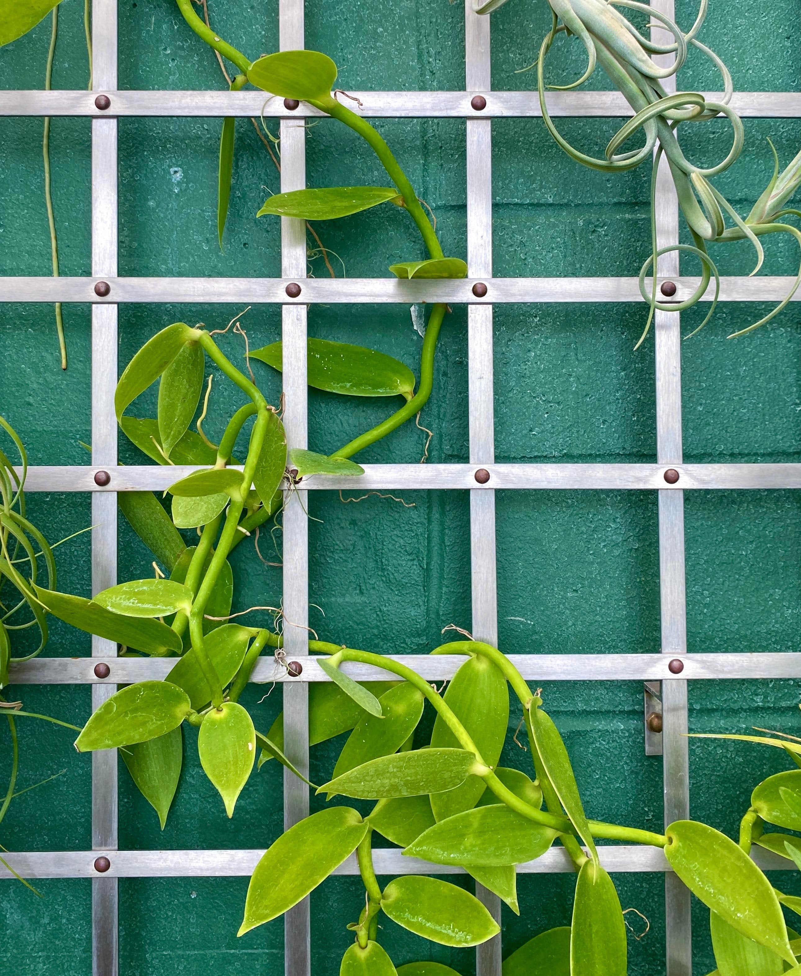 vines at Krohn conservatory