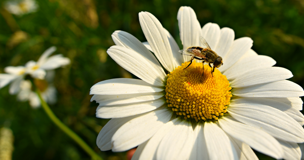 Bee on a daisy