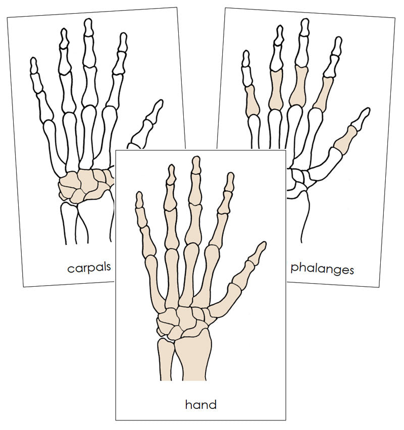 blank hand bone diagram