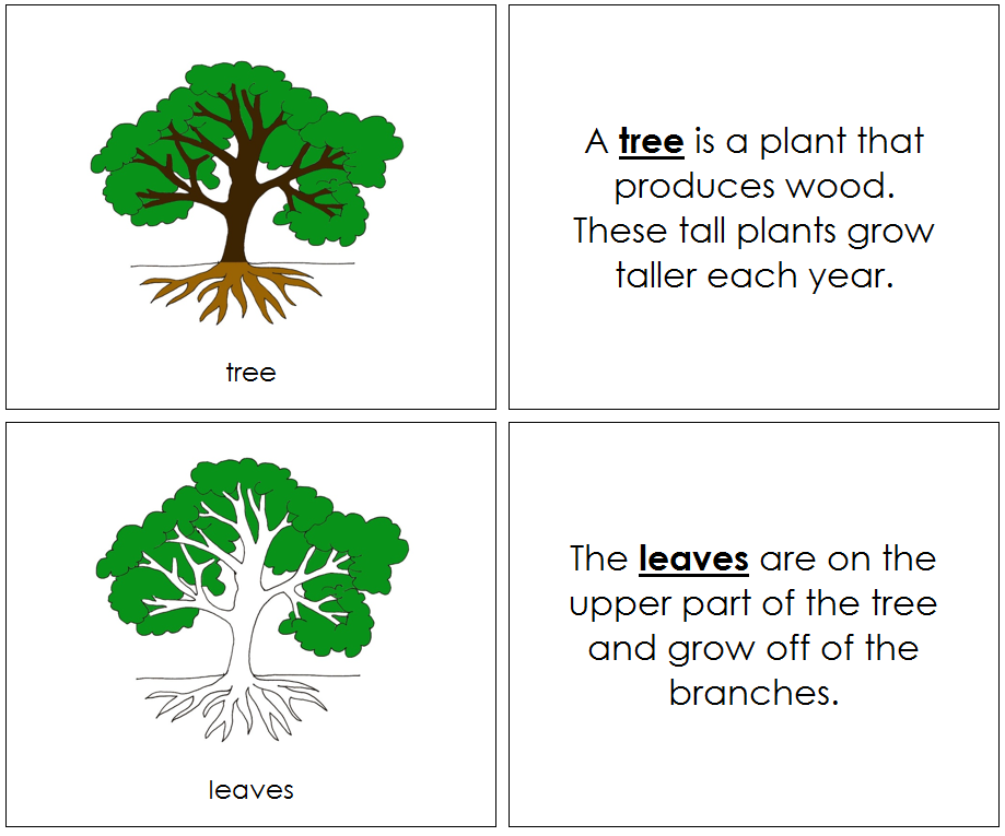 Botany Nomenclature Bundle Set 1 Montessori Print Shop Montessori   TreeNomenBk 59783abe 9cf7 4cb5 A8a4 6ebc0e7a4d89 1000x 