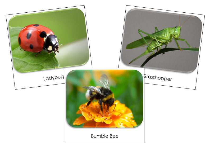 Insects Safari Toob Cards - Montessori Print Shop - Montessori Print ...