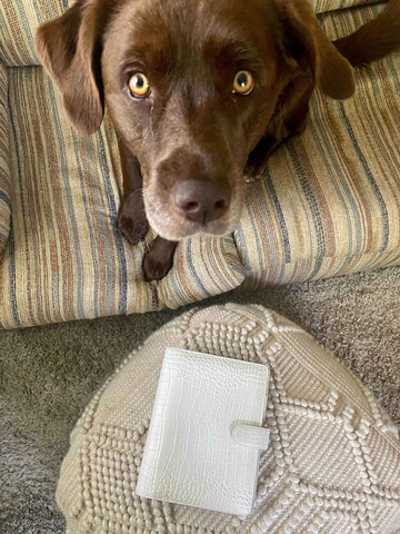 Brown dog looking up, next to white croc planner