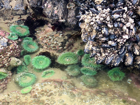 sea-life-cannon-beach