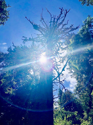 sun-shining-behind-giant-tree