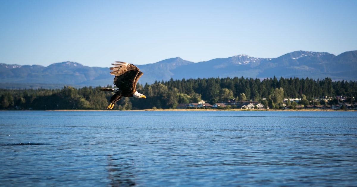 Comox Valley River Estuary Eagle flying