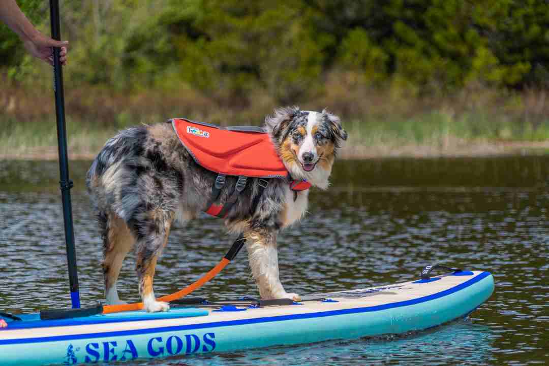 dog friendly paddleboard