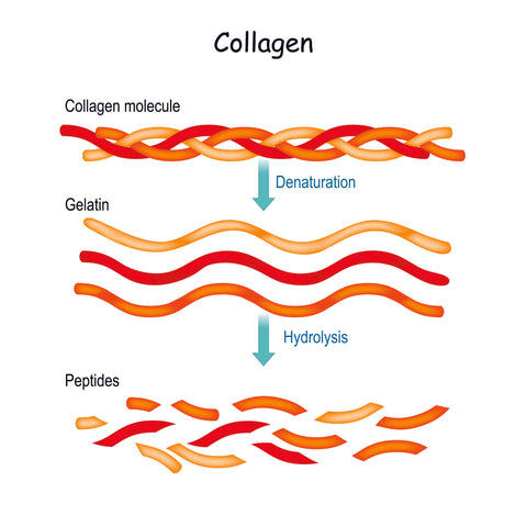 collagen peptides collagen gelatin 