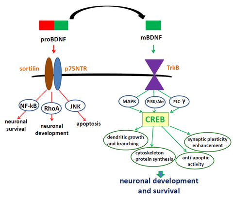 bdnf brain-derived neurotrophic factor synaptic plasticity 