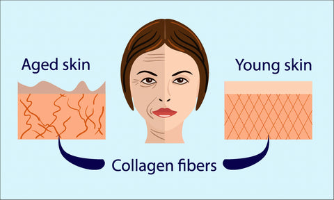 biological clocks collagen aged skin