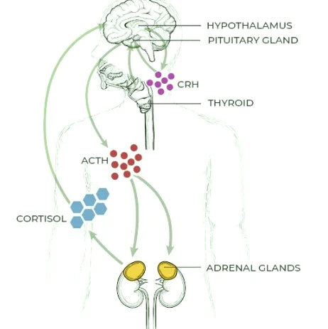 HPA axis and hormones