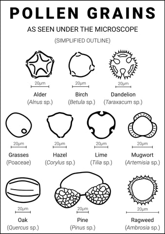 type de pollen et grains