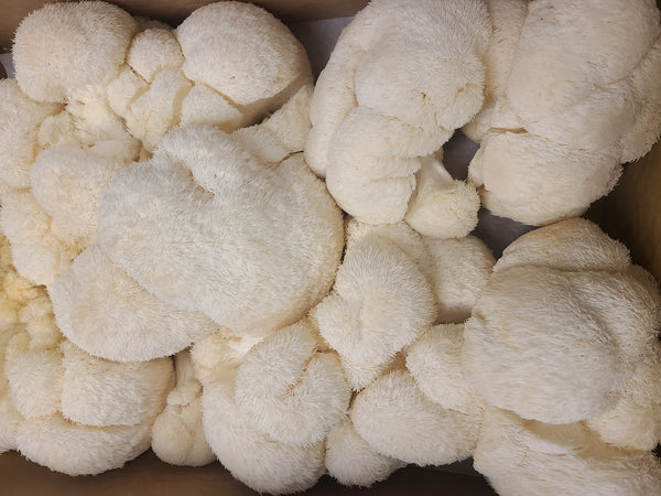 Canadian Cultivated Lion's Mane Mushrooms