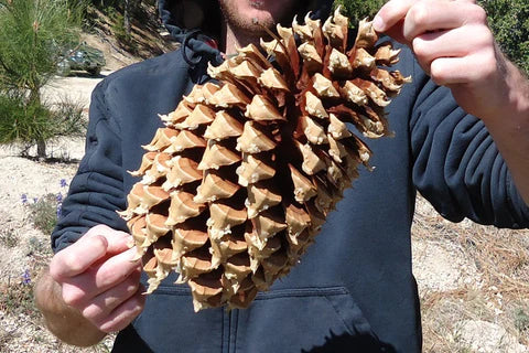 Coulter Pine Cone