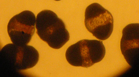 Pollen de pin Au microscope