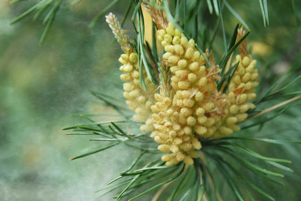 Pine Pollen