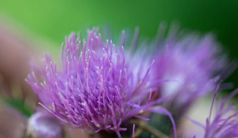 pine pollen and milk thistle for hormone detox