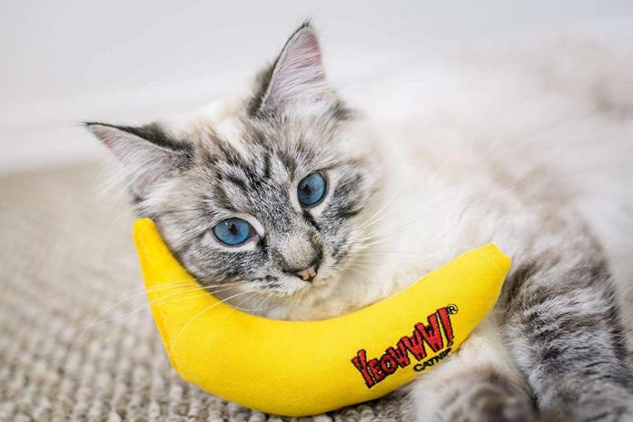 Cleaning Pet's Toys: A cat chewing on her favourite catnip toy.