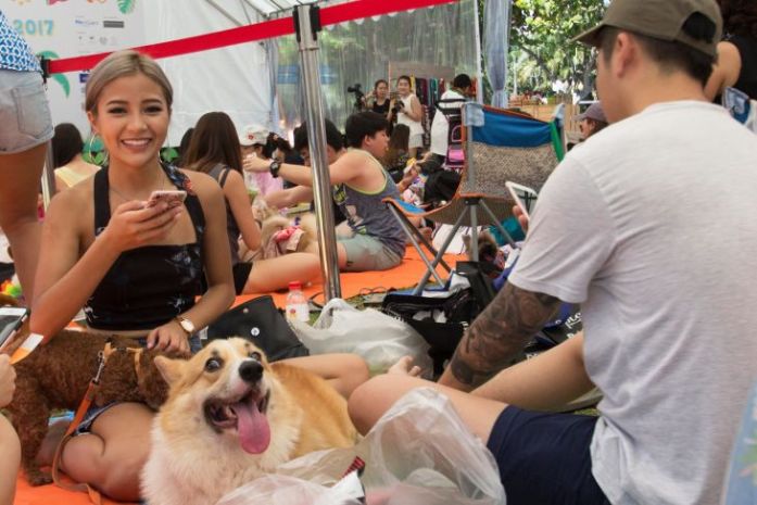 corgi picnic