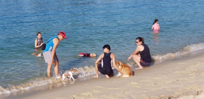 singapore corgi - corgi swimming