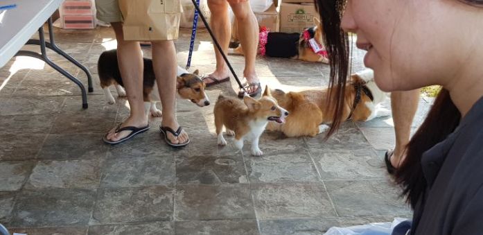 singapore corgi kohepets pup corgi