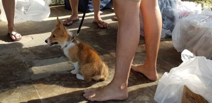 singapore corgi puppy waiting