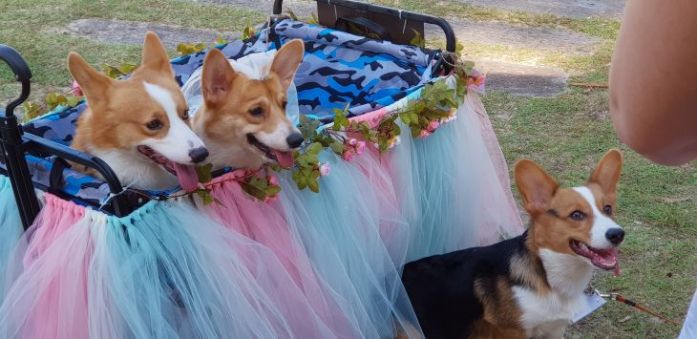 singapore corgi wedding