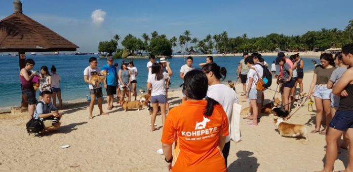 singapore corgi temptation race