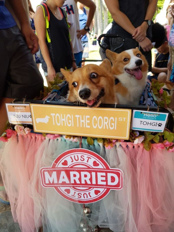 singapore corgi wedding 2