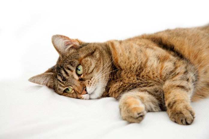 Cat sick after swallowing a foreign object.