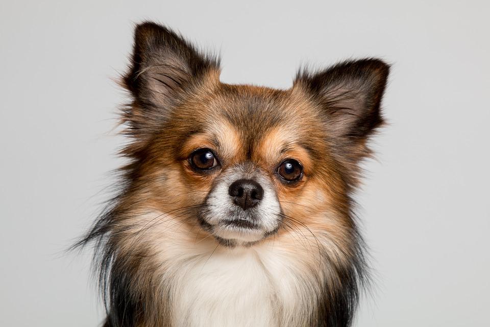 Chihuahua, Dog, Cute, Pets, Small, Chiwawa, Small Dog
