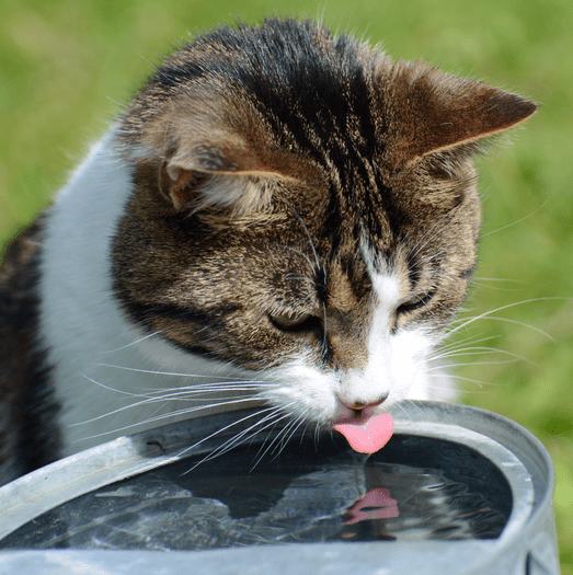 Cats are more likely to be drinking enough water when fresh water is given.