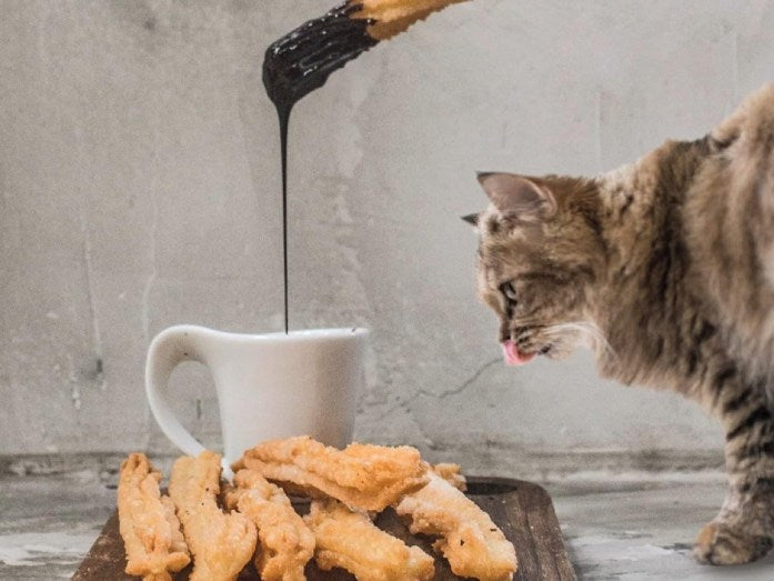 hungry cat looking at churros