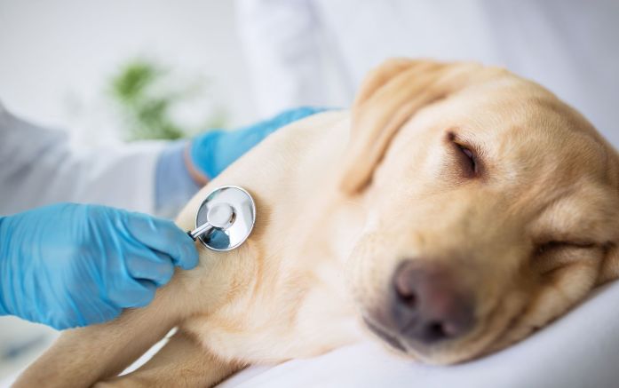 Vomiting In Dogs — dog getting treatment at the vet.