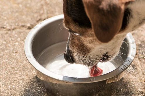 A dog drinking water from his water bowl remain hydrated in the hot weather to prevent heat stroke.