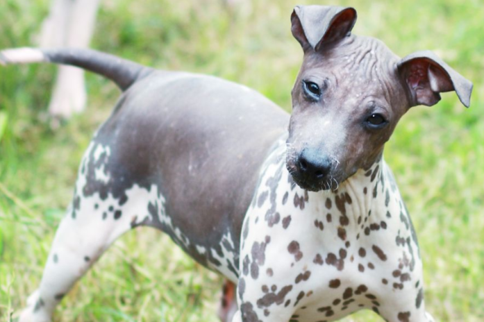 Hypoallergenic dog breed - American Hairless Terrier