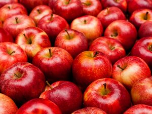 Apples are one of the many healthy sources of dietary fiber for dogs.