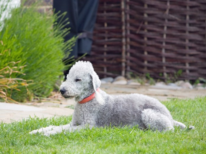 dlington terrier dog breed with ahircut