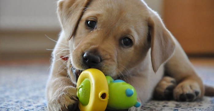 Cleaning Pet's Toys: A puppy chewing on his rubber toy.