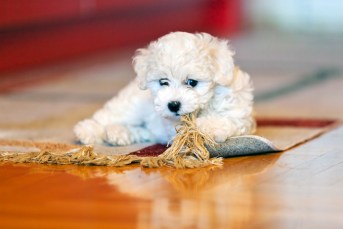 Bichon Frise puppy chewing on the rug.