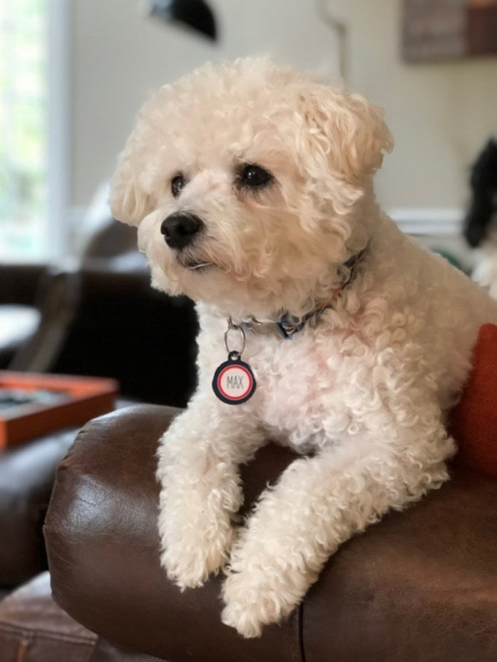 adorable cute bichon frise dog breed