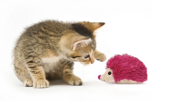 Cleaning Pet's Toys: A cat playing with a cat plush toy.